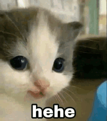 Hehe Cat GIFs | Tenor Hehe Cat GIFs | Tenor