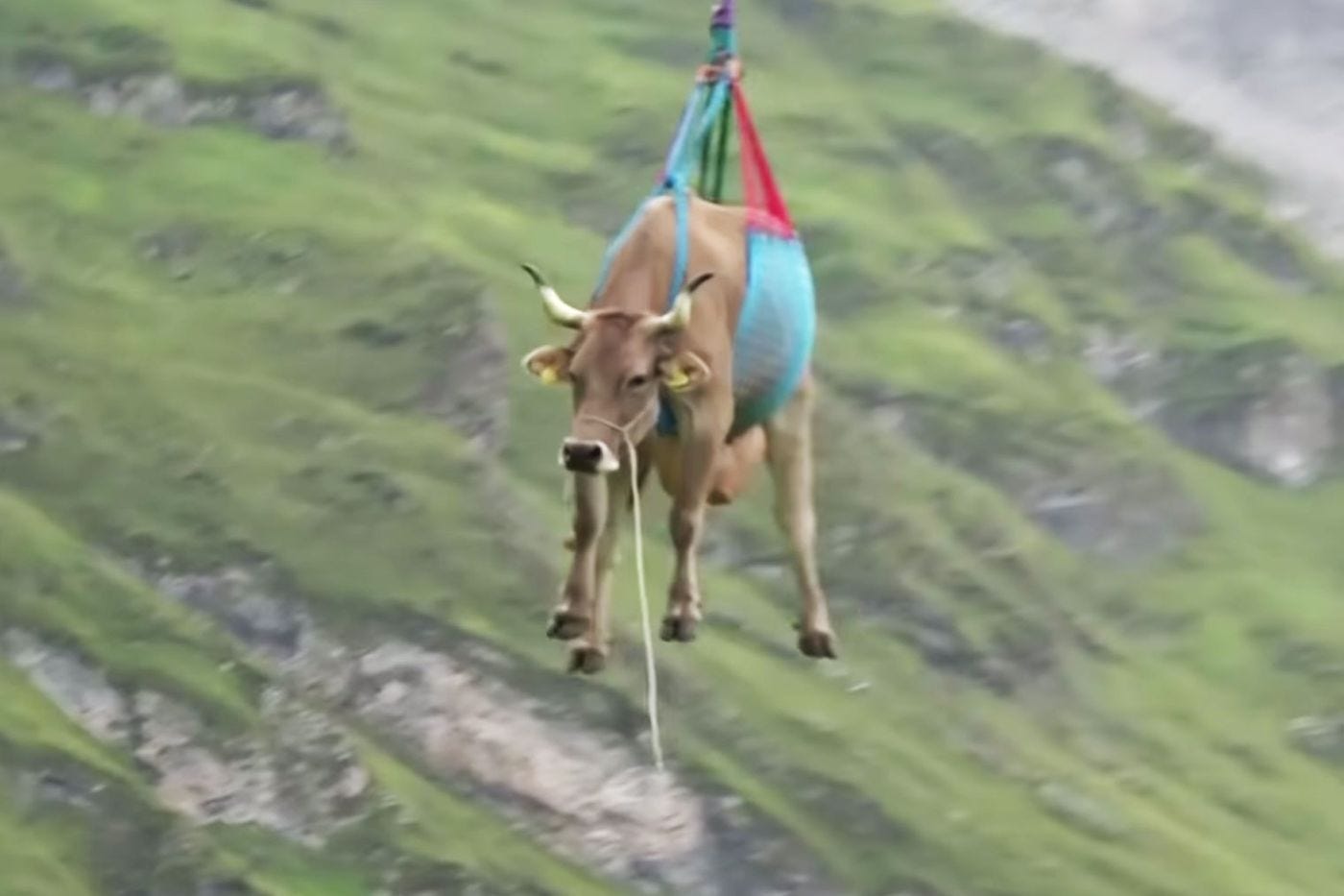 Party People Book Presale, Flying Cows, and a Bike Crash Party People Book Presale, Flying Cows, and a Bike Crash