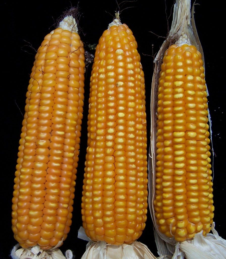 Healthy maize cobs | Healthy maize cobs on display. Photo by… | Flickr