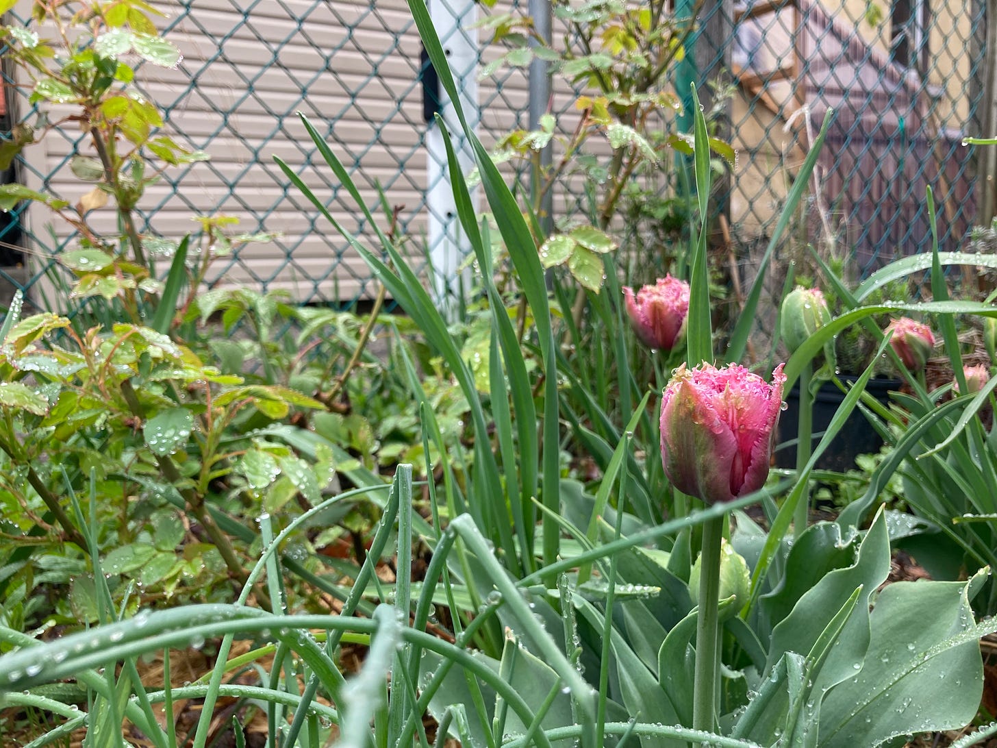 Pink frilly tulips, backed by allium leaves and rosebushes putting out new shoots. Everything is covered with droplets of rain. Pink frilly tulips, backed by allium leaves and rosebushes putting out new shoots. Everything is covered with droplets of rain.