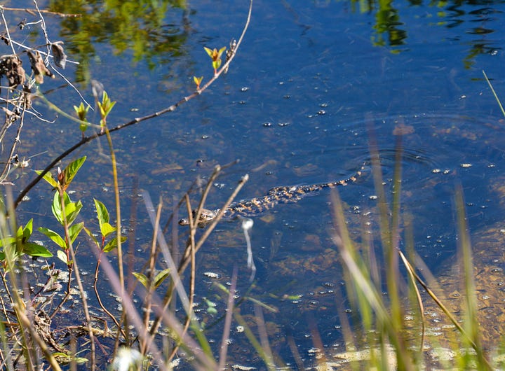 Alligators in the Everglades National Park