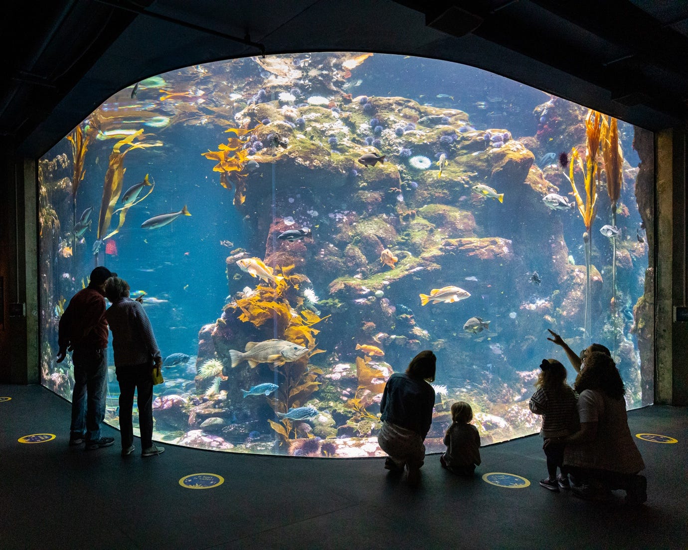 California Coast Exhibit | California Academy of Sciences