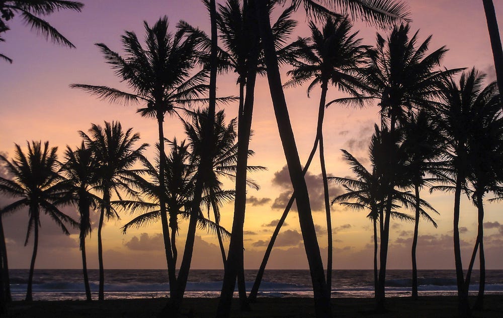 Silhouetted palm trees at sunset, overlooking a beautiful blue ocean. Silhouetted palm trees at sunset, overlooking a beautiful blue ocean.