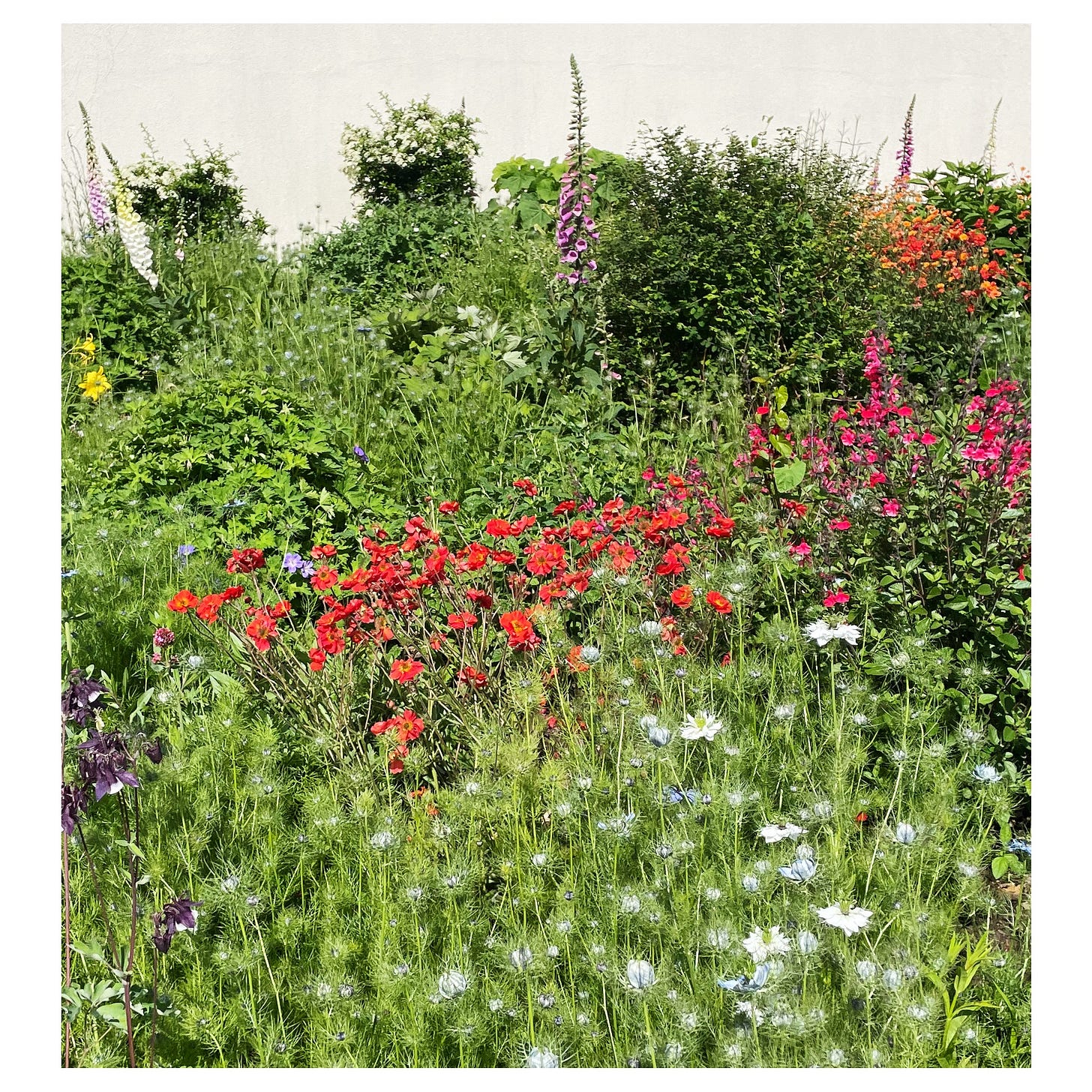 A close up of a flower bed with red flowers in the foreground and lots of banks of green. A few spears of fox gloves stick up at the back. The background is a cream painted wall.