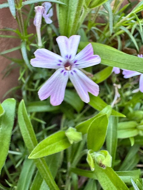 pink and lavender creeping phlox