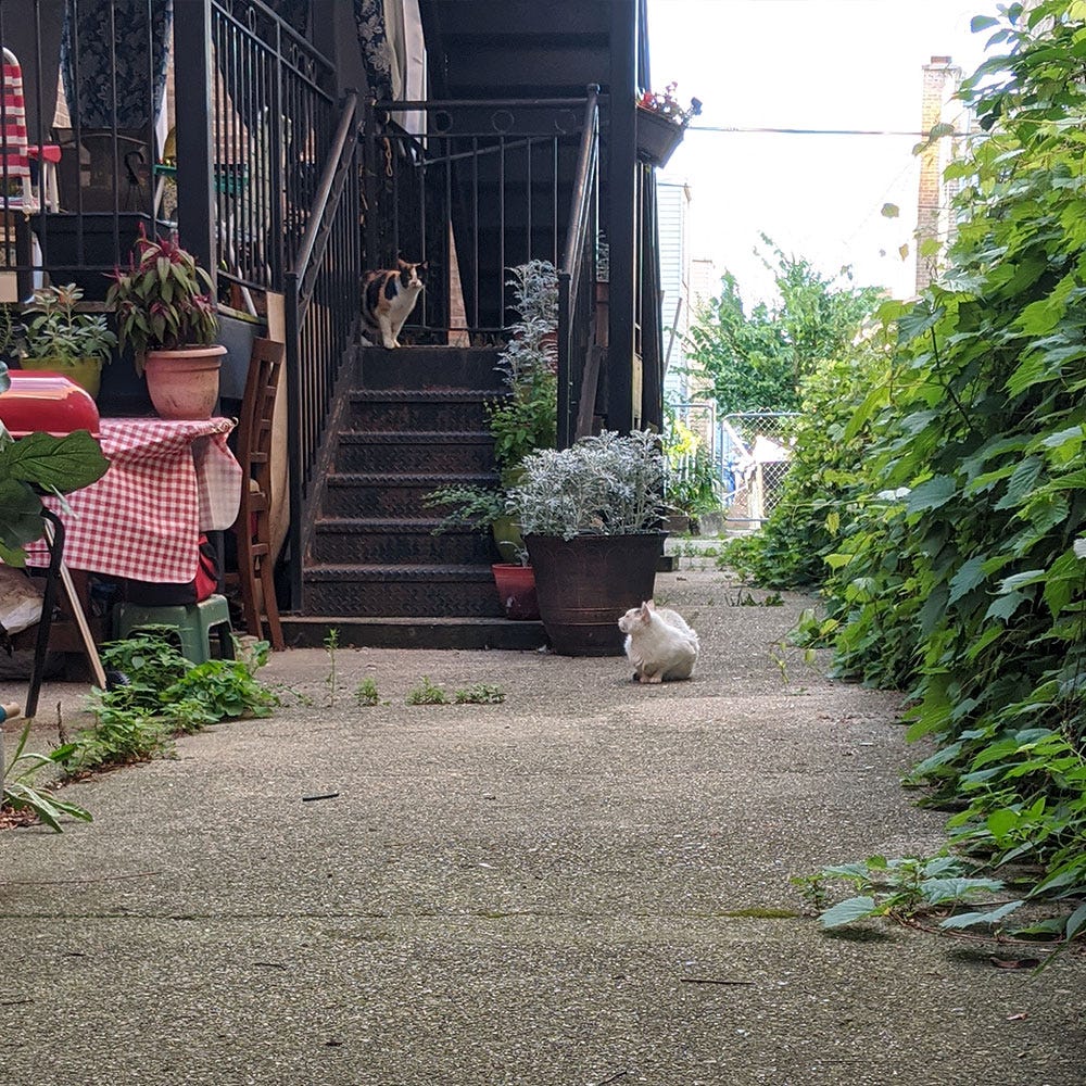One cat on the stairs and another on the ground staring up