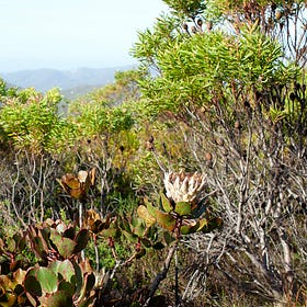 The Fynbos