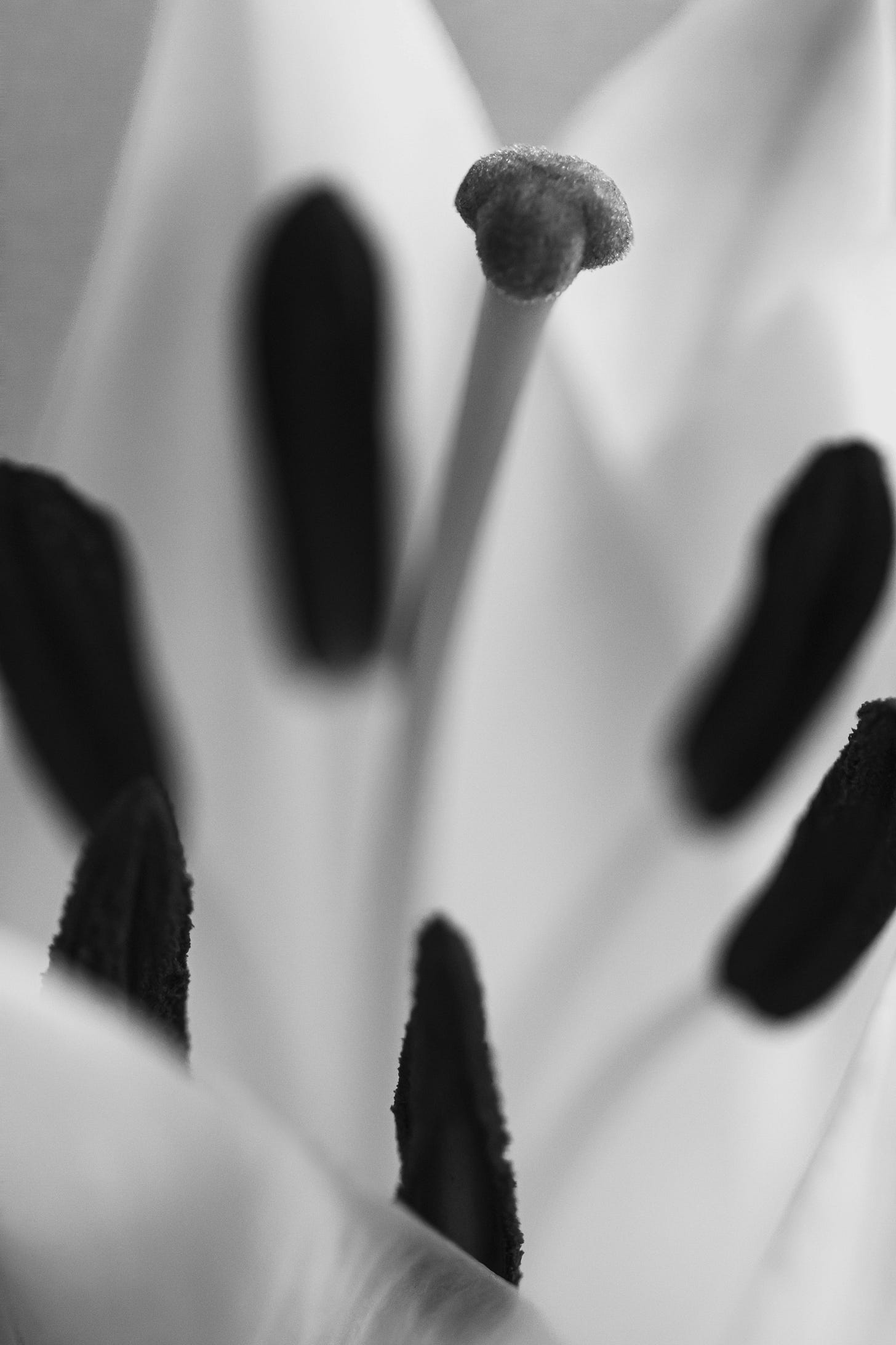 black and white close up of lilly flower center