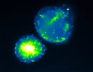 Self-Organized, Spherical Clusters of Cells