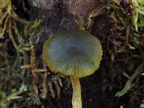 Cortinarius lachanus, Ramaria, and gills of an Entoloma