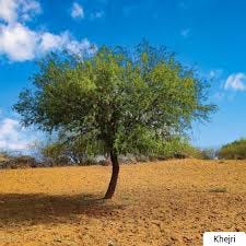 Khejri, the official state tree of Rajasthan is known for its curative  properties and providing the 'Sangri' (beans) to the people of Thar Desert!  A nature's wonder indeed! #StateSymbols . #rajasthan #rajasthantourism #