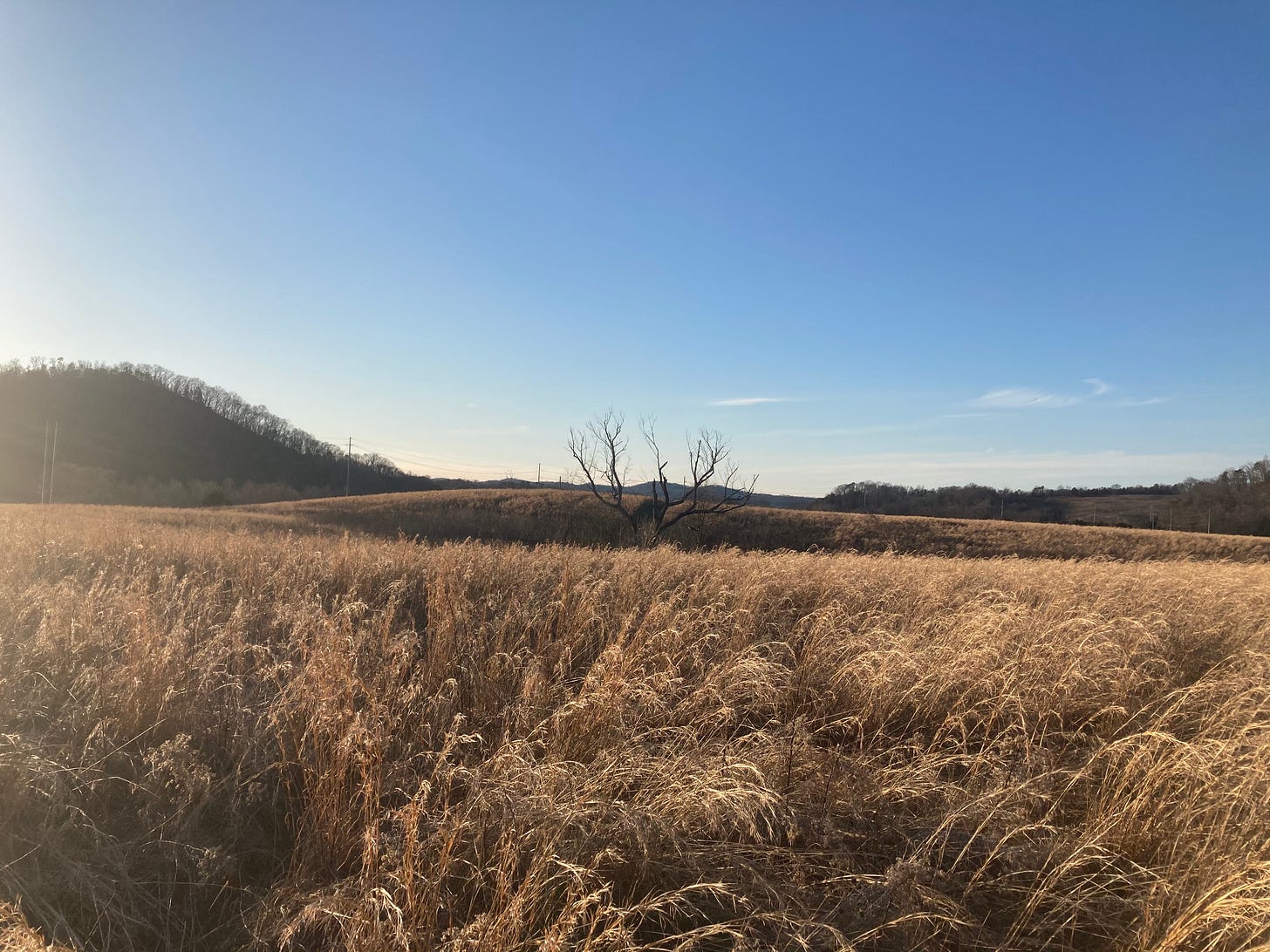 a golden hill with a singe still-barren oak tree under a blue sky.
