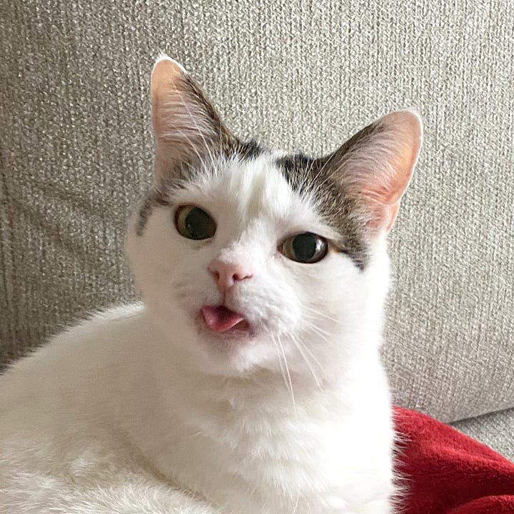 A gallery of four headshots of Bailey, a white cat with two small grey markings above each ear. In three photos, Bailey's tongue is playfully sticking out, and in two, a small fang is visible, adding to his charm.