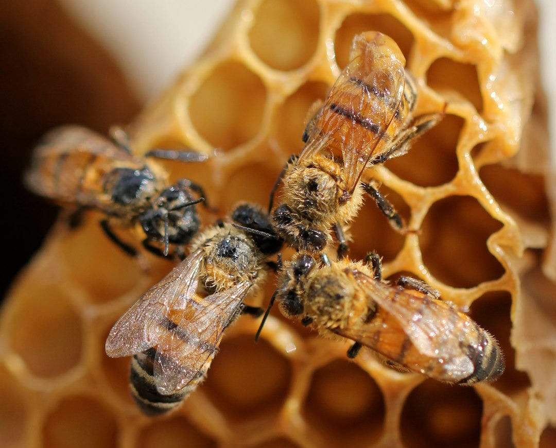 brown and black wasp on yellow surface brown and black wasp on yellow surface