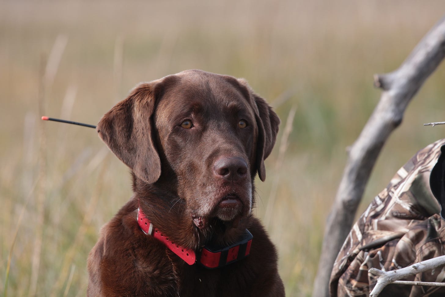 Chocolate Labradoor watching the Kenai River Flats