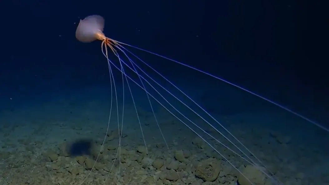 image: Minderoo-UWA Deep-Sea Research Centre