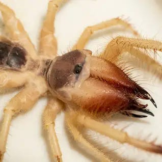 Egyptian giant solpugids (Galeodes Arabs), wind scorpion or camel spider macro shot close up in the united arab emirates in the middle east