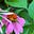 Plants in Plain Language's avatar