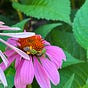 Plants in Plain Language's avatar