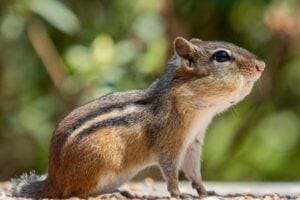 Chipmunk with stuffed cheeks