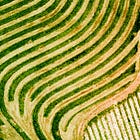 Wine Chronicles: Sonoma’s Unfamiliar Wines Deserve a Closer Look