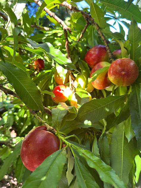 fruit and flowers bloom in the food forest