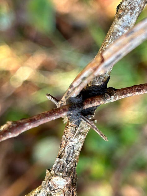 Hazel Woods, Torrisdale, Argyll, Scotland