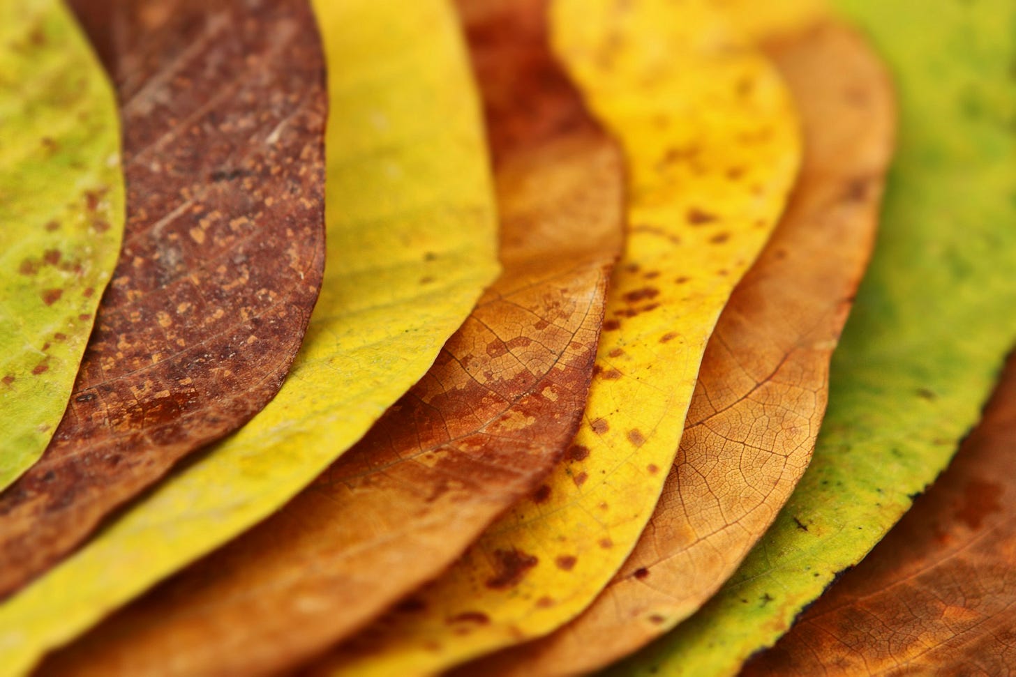 Close-up photograph of overlapping autumn leaves in shades of green, yellow, brown, and orange, showing detailed textures. Close-up photograph of overlapping autumn leaves in shades of green, yellow, brown, and orange, showing detailed textures.