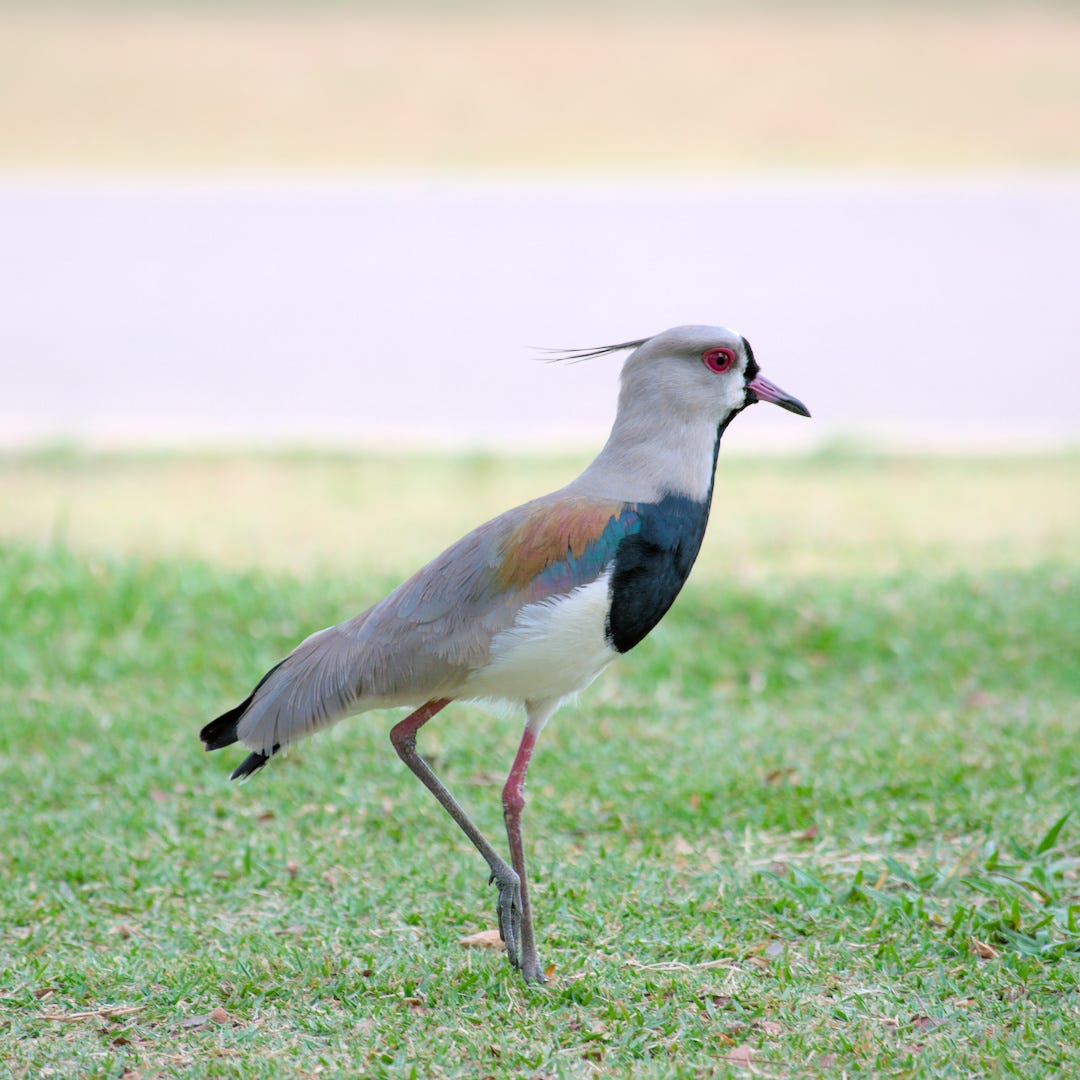 Um Quero-quero visto de perfil. É um pássaro que tem um bico fino e curto, penas que parecem um topetinho ou rabinho de cavalo fininho, olhos vermelhos, detalhes alaranjados e azulados na asa, mas é um pássaro com peito preto, barriga branca e o restante cinza. Patas finas e compridas. Ele está na grama.