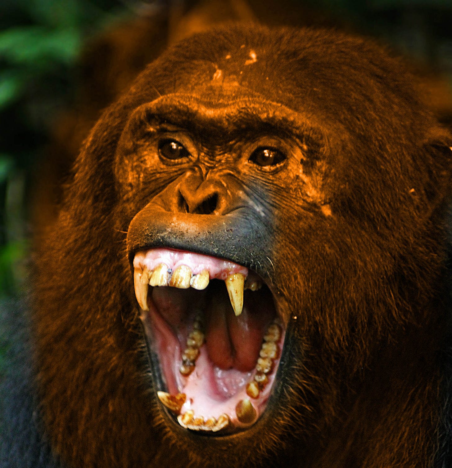 An angry chimpanzee An angry chimpanzee
