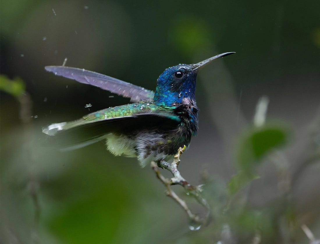 White-necked jacobin hummingbird perched on a twig during heavy rain at Rancho Naturalista in Costa Rica, its iridescent blue head and green wings glistening with water droplets.