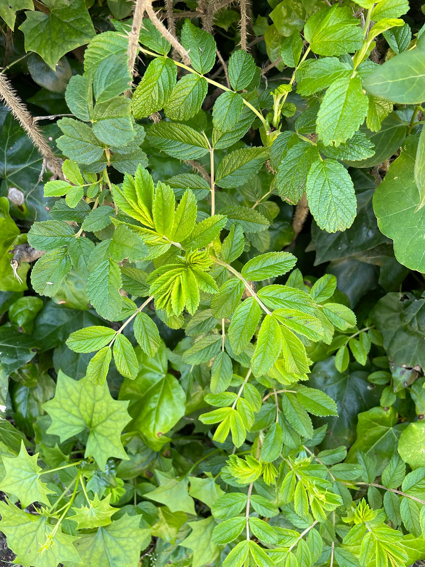 Close ups of various leaf shapes