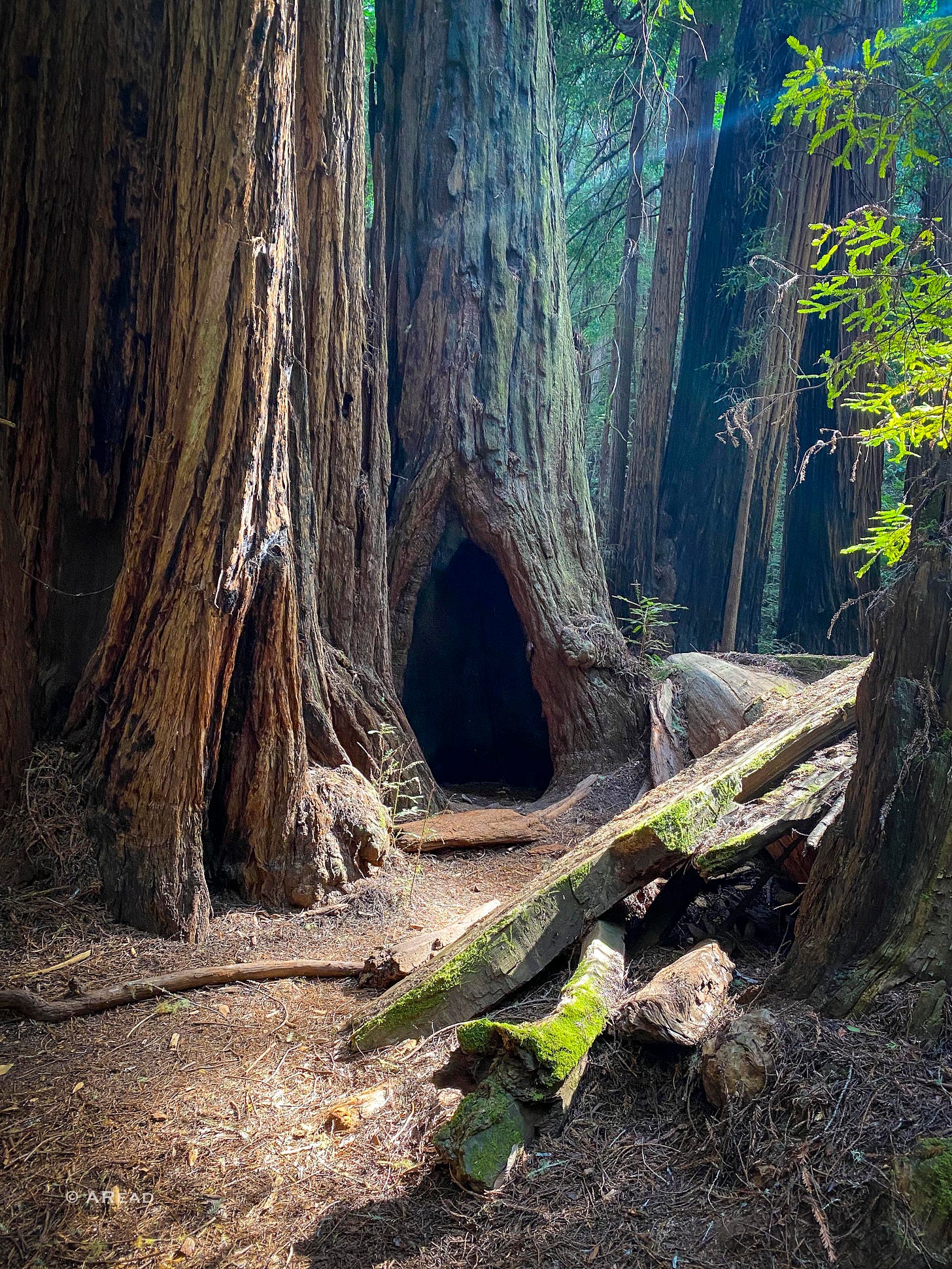 Photo of a large redwood tree in Muir Woods with a hollow, triangular-shaped opening at its base, creating a dark, cave-like space. Sunlight streams through the canopy, illuminating nearby moss-covered fallen logs and forest debris.