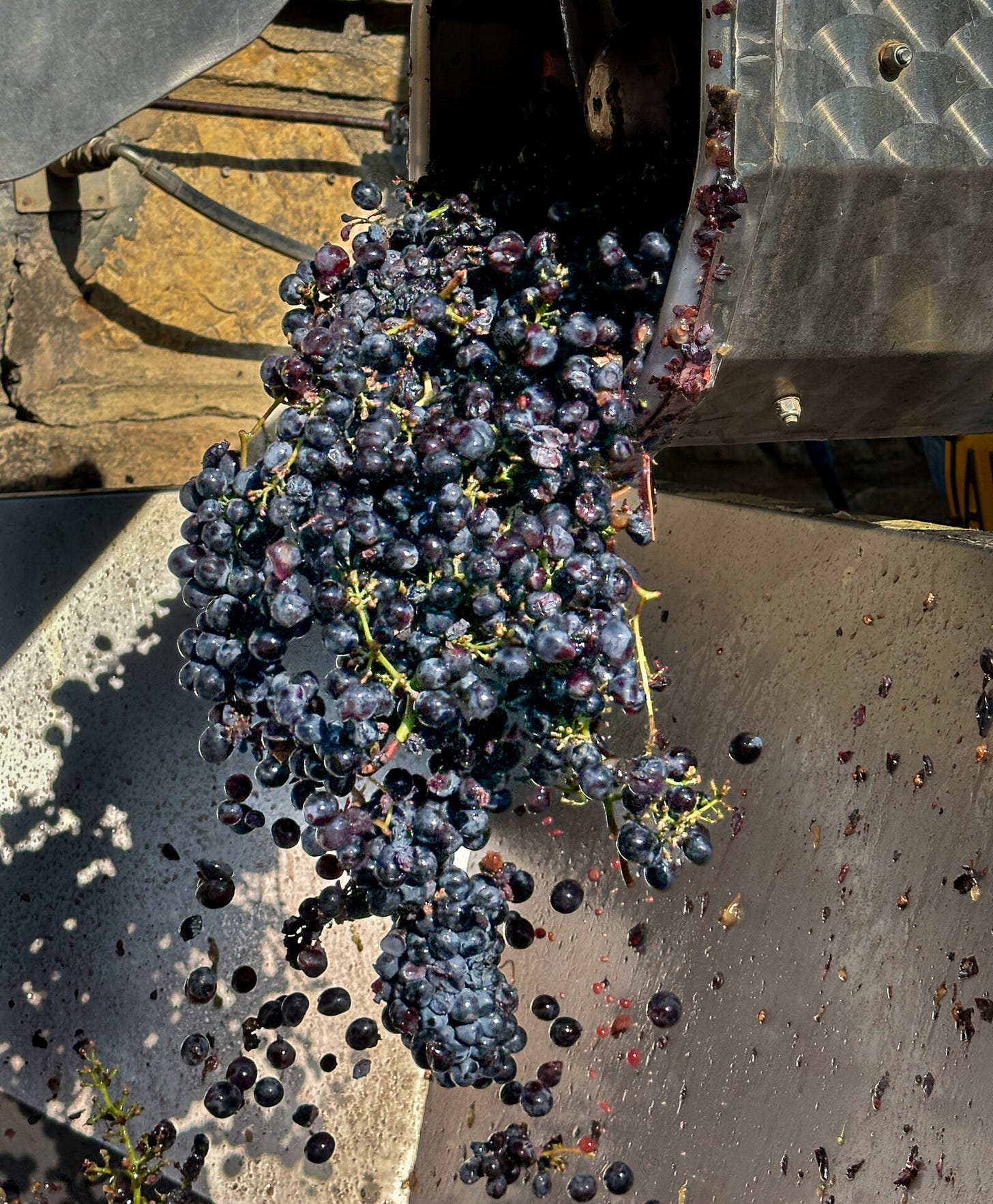 Sangiovese grapes |OurItalianTable.com
