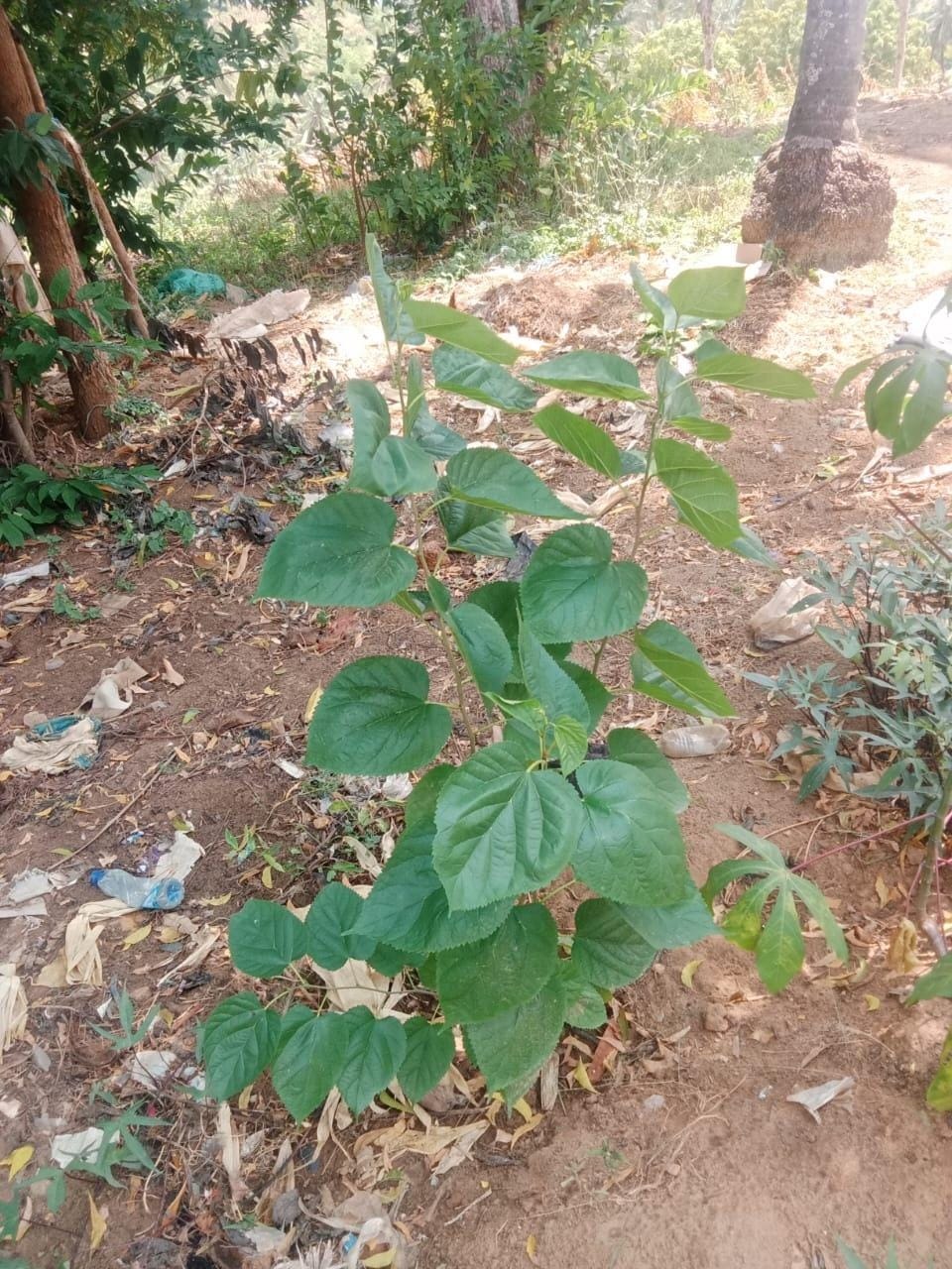 A young mulberry seedling documented three months after planting.