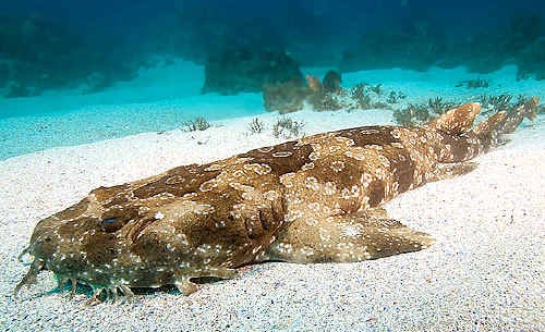 Outrage at killing of shark | Daily Telegraph Outrage at killing of shark | Daily Telegraph