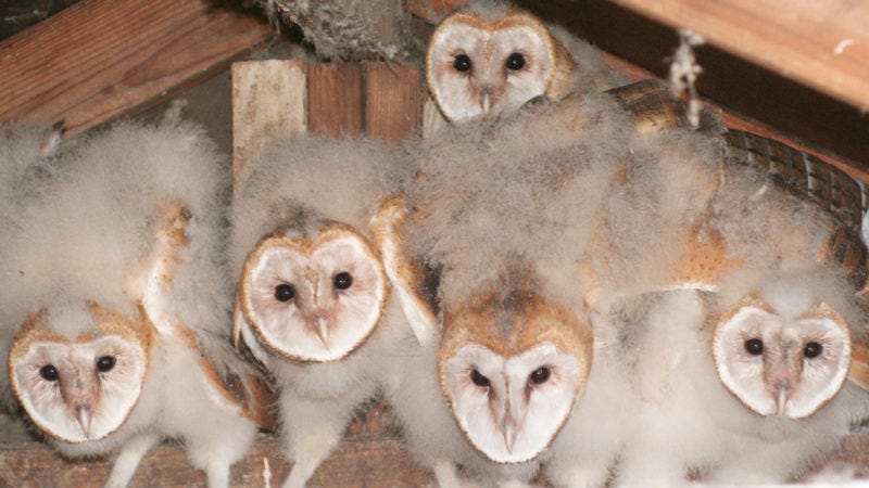 Barn owlets share food with siblings in exchange for grooming | Science News Barn owlets share food with siblings in exchange for grooming | Science News