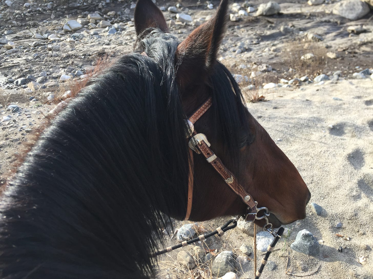 side view of a horse's head from the POV of a rider on its back