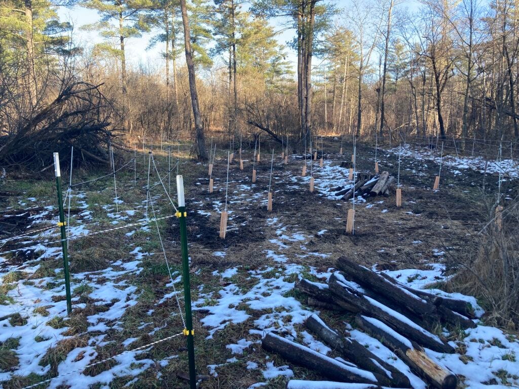 completed planting of site A, with 3D fence visiable