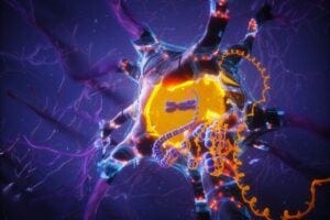 This image is an artistic representation of how APOE2 promotes resilience to cellular senescence maintaining the integrity of DNA and the nuclear envelope. We show a neuron protected by APOE2 represented as orange dots across the cell, with a blue mesh representing the resistance to senescence. We highlight in golden the integrity of the nucleus and the protected genome. This image is an artistic representation of how APOE2 promotes resilience to cellular senescence maintaining the integrity of DNA and the nuclear envelope. We show a neuron protected by APOE2 represented as orange dots across the cell, with a blue mesh representing the resistance to senescence. We highlight in golden the integrity of the nucleus and the protected genome.