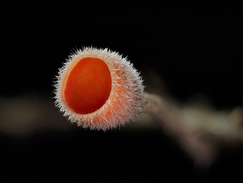 small pink fuzzy cup mushroom