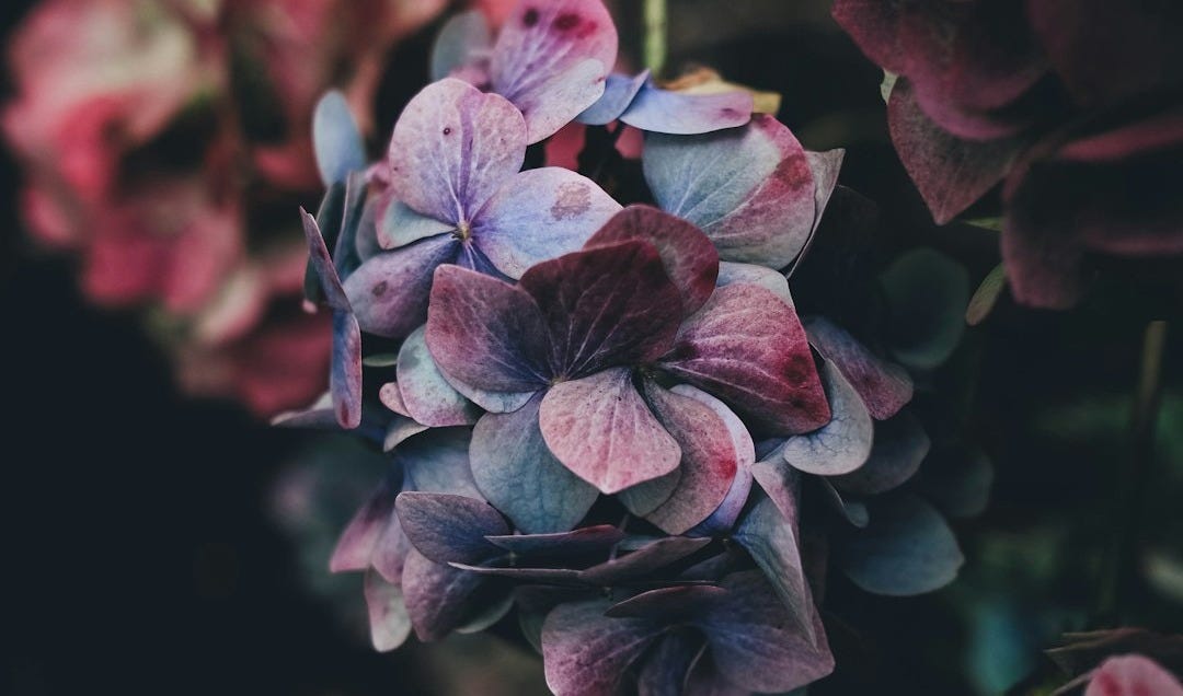 selective photography of purple petaled flowers