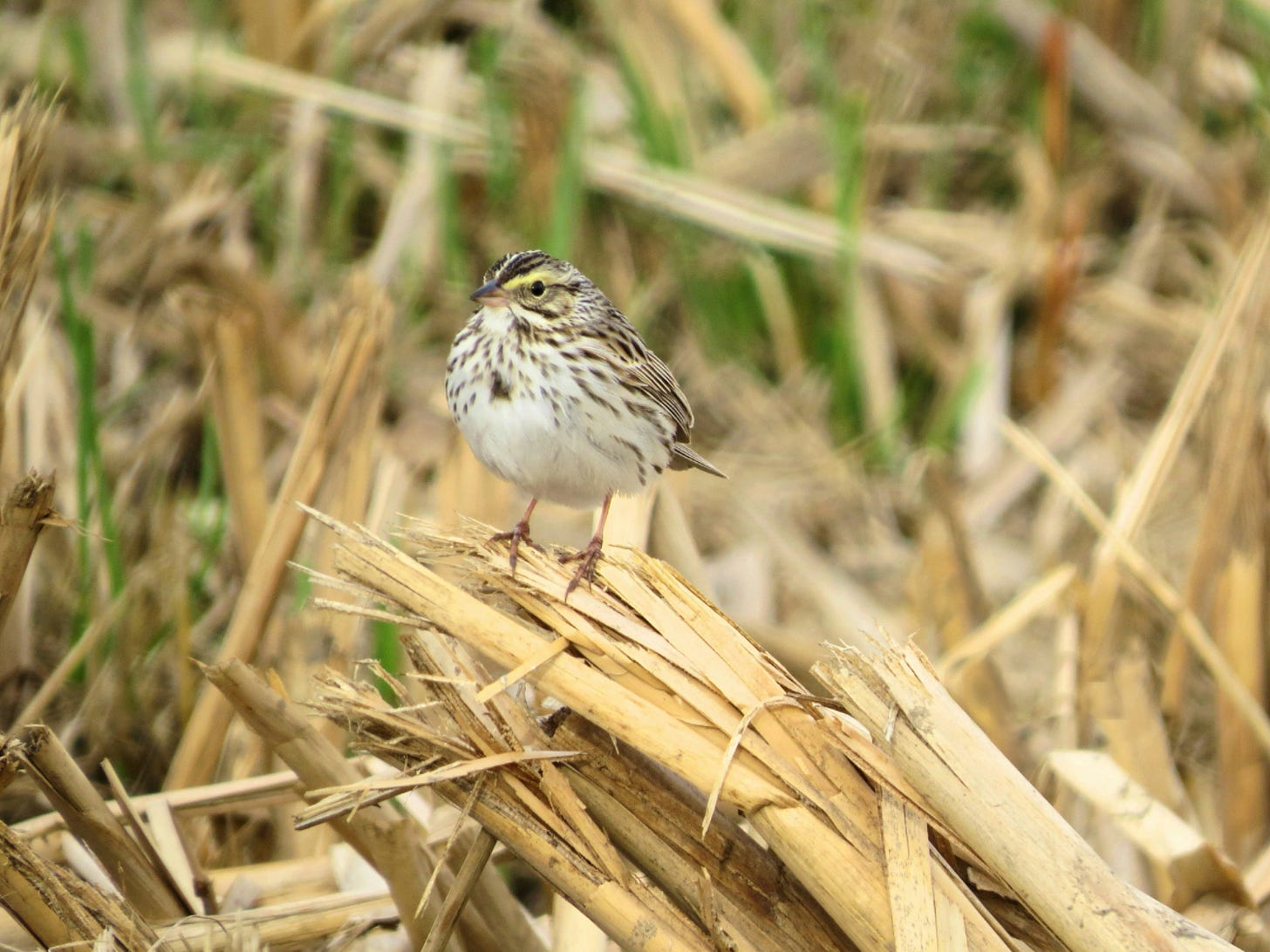 A tiny Savannah Sparrow perched on dried grass, a small brown and white bird with yellow eye stripes
