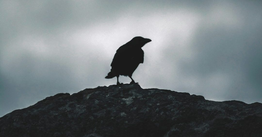 bird perching on ground bird perching on ground