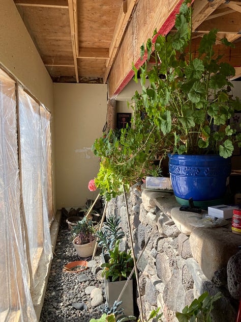 Massive geraniums in a windowed basement, jades and cacti in big windows, a monstera and hoya climbing a fireplace.