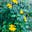 Sunflower Storms's avatar