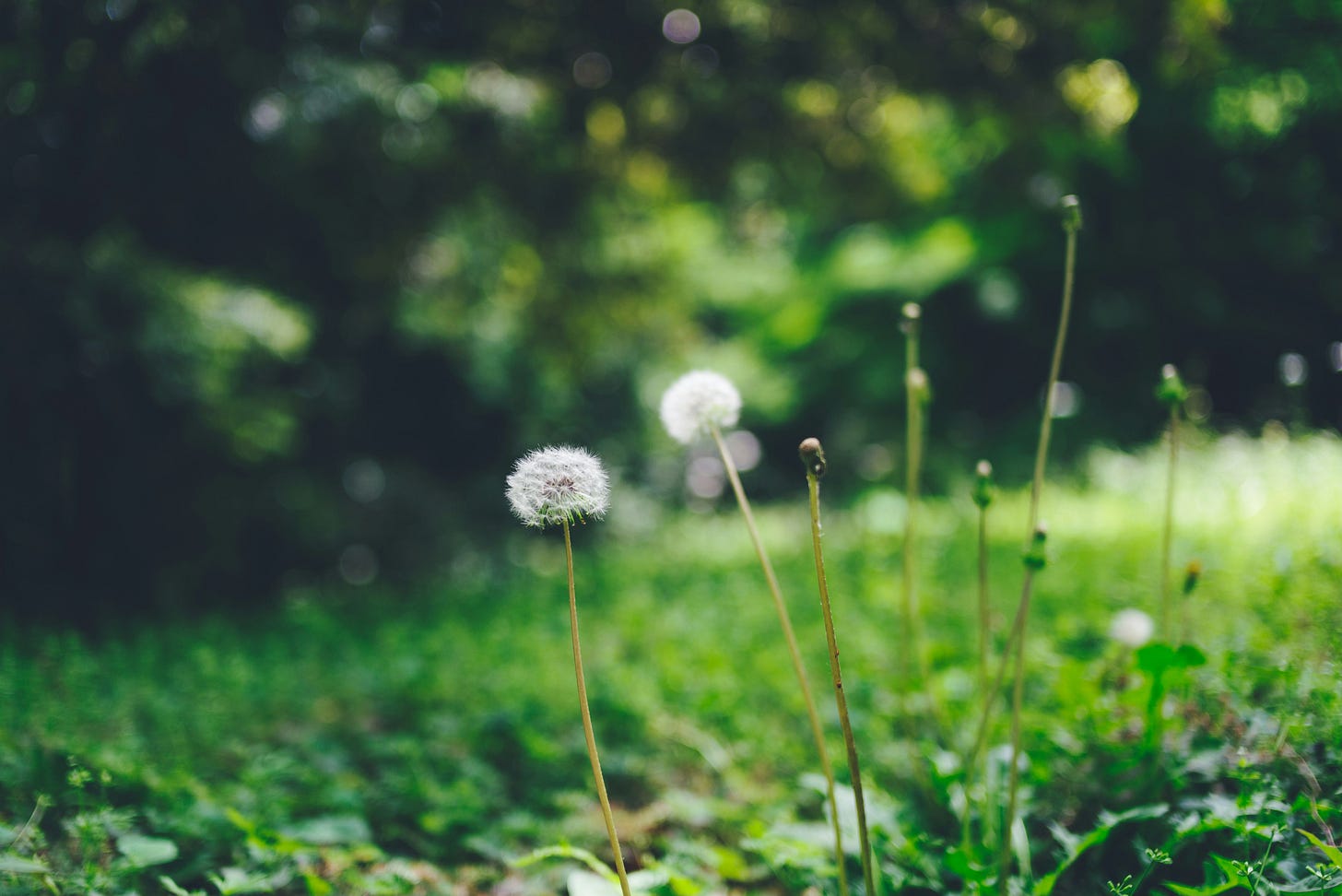 White dandelions in a green field.