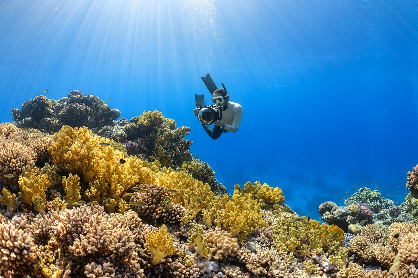 a person swimming over a colorful coral reef