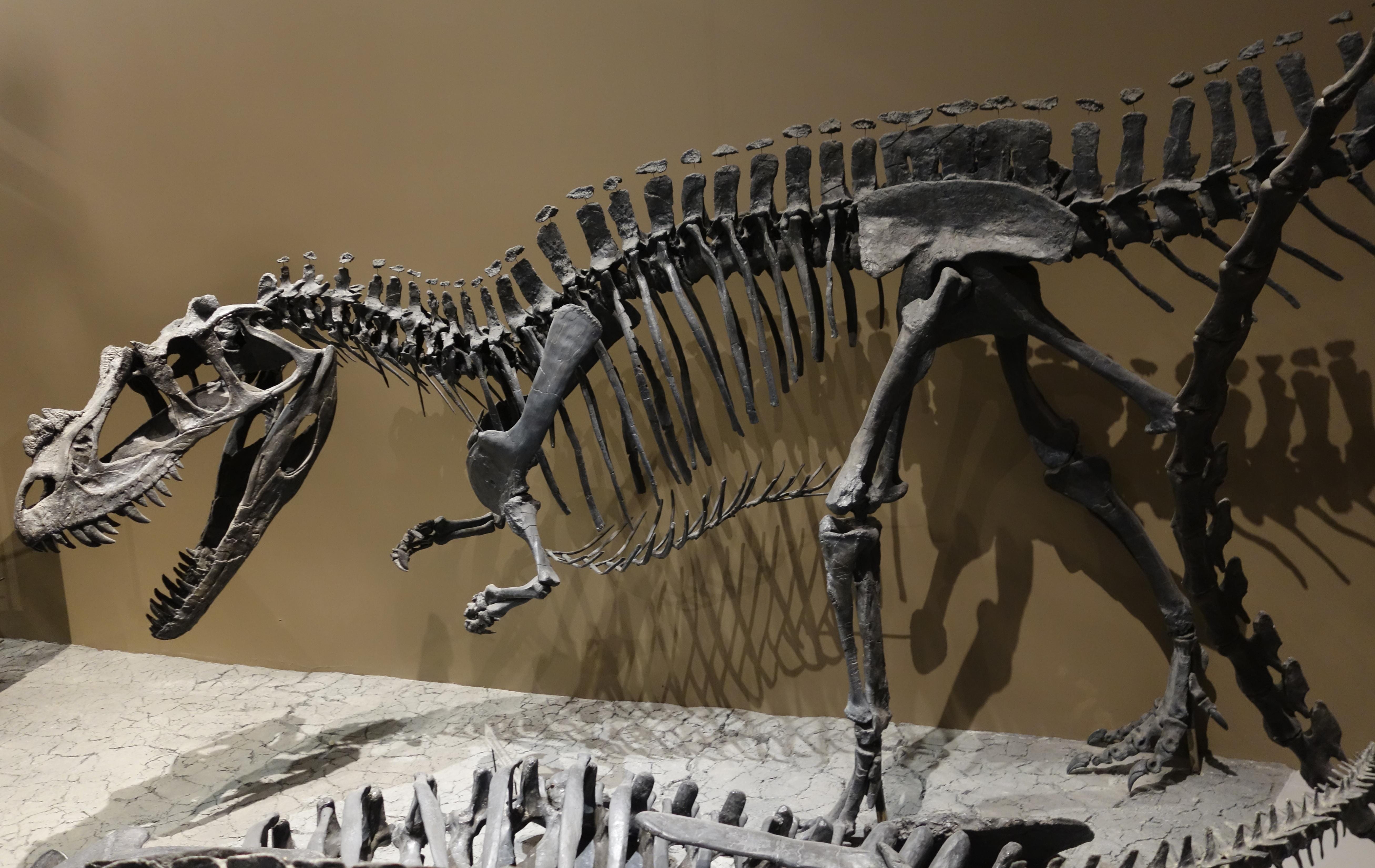 Steve Brusatte Dinosaurs 
Dinosaurs
英語版 When the Dinosaurs Reigned - The New York Times