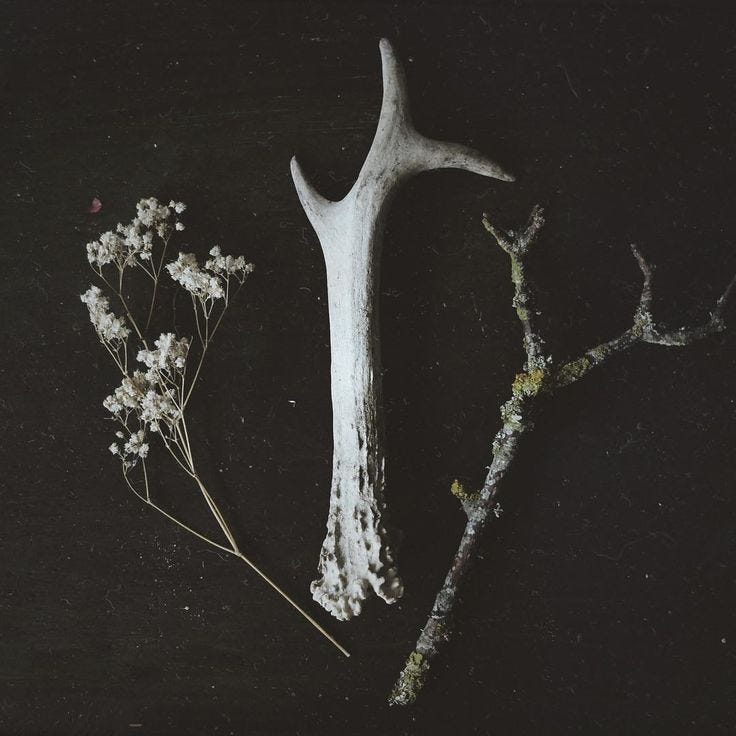 This may contain: an antler and flowers on a black surface